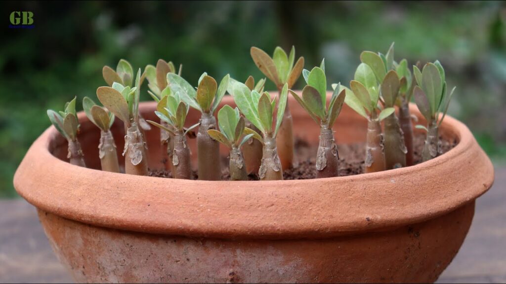 Adenium Seedlings Transplant (repotting)