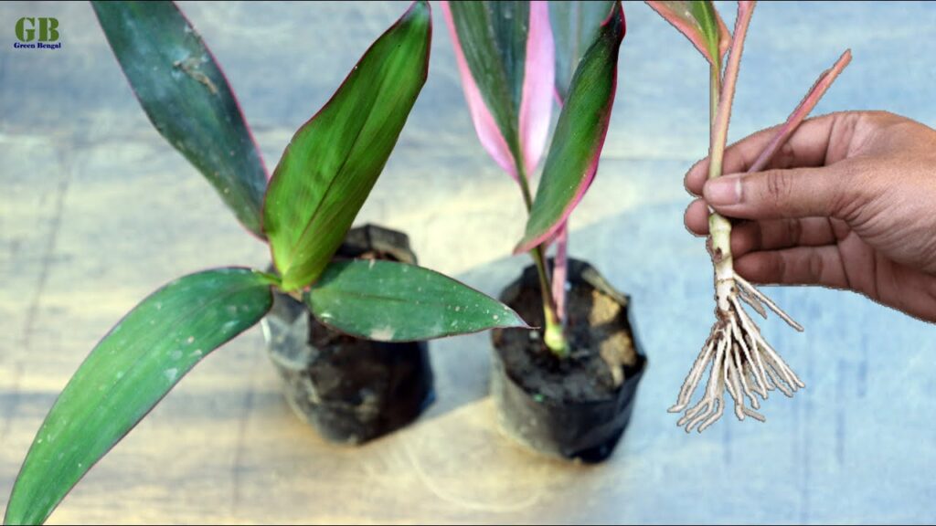 Cordyline Fruticosa or Dracaena Mahatma or Ti Plant
Propagation from Cuttings