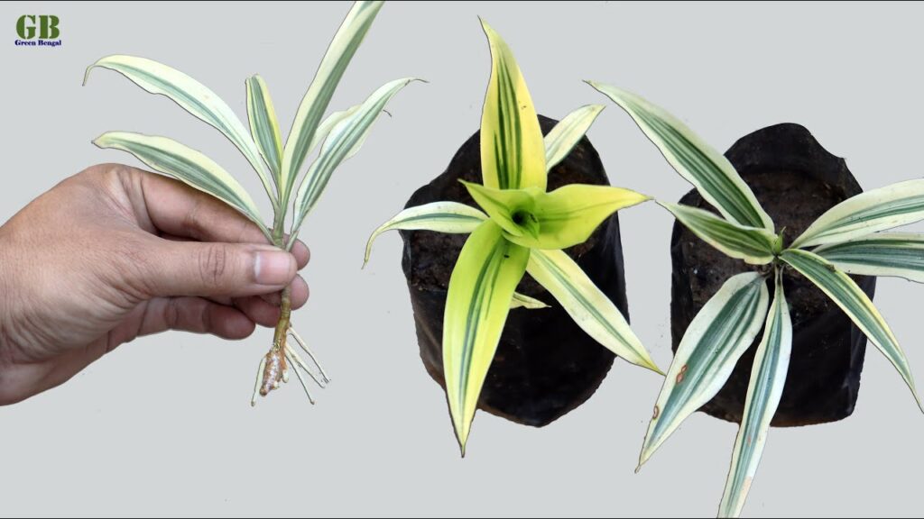 Dracaena Reflexa or Song of India Propagation from
Cuttings